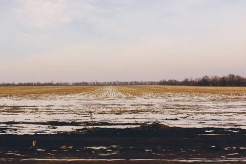 雪，雪，壁纸，背景，田野，平静，宁静，寒冷的温度