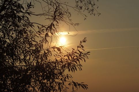 日落，太阳，树木，自然，多云，天空，自然之美，植物