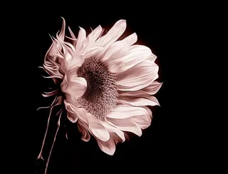 向日葵花特写照片