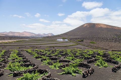 lanzarote，葡萄园，景观，葡萄栽培，葡萄，酿酒师，收获，葡萄酒