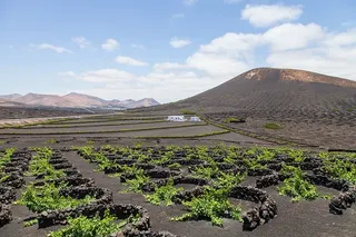 lanzarote，葡萄园，景观，葡萄栽培，葡萄，酿酒师，收获，葡萄酒