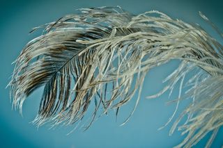 斯特劳斯春天，羽毛，轻松，斯特劳斯，亲密，鸟羽毛，春季连衣裙，羽毛