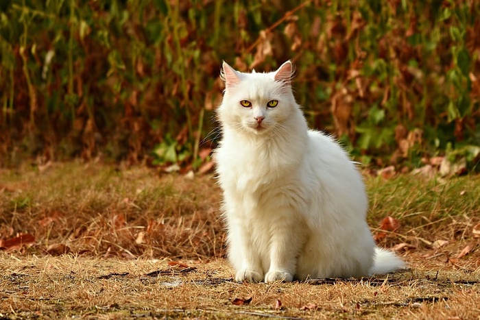 猫，白色，动物，哺乳动物，猫，坐着，看，毛皮