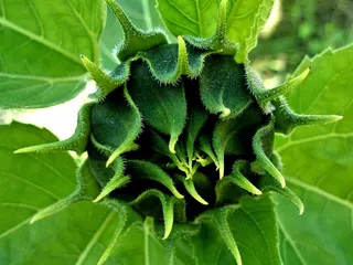 向日葵芽开始形成