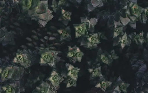 绿色和灰色肉质植物，绿色，灰色，肉质植物，黑色，灰色，叶子，植物