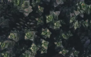 绿色和灰色肉质植物，绿色，灰色，肉质植物，黑色，灰色，叶子，植物