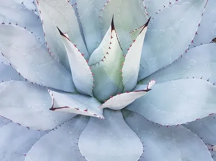 绿色玛瑙植物,仙人掌,墨西哥双生乳香,植物,稀有,天然,肉质植物 绿色玛瑙植物,仙人掌,墨西哥双生乳香,植物,稀有,天然,肉质植物