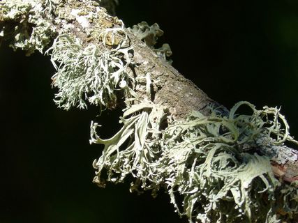 树枝,地衣,森林,苔藓,地衣,,植物,黑色背景,特写 树枝,地衣,森林,苔藓,地衣,,植物,黑色背景,特写