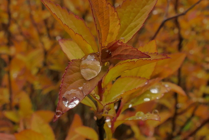 露水、雨、滴、水、花园、叶子、秋天、植物部分