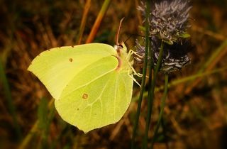 自然，昆虫，蝴蝶日，在法院，植物，动物，蝴蝶，latolistek硫蝴蝶