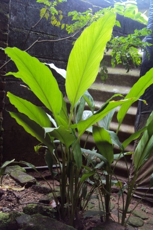 生姜，草本植物，草本植物，生姜植物，当地药物，甜味剂，叶，植物部分