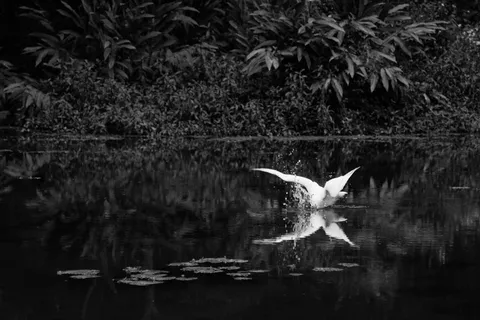 对称，鸟，饲料，buttefly，反射，蝴蝶，*，南投