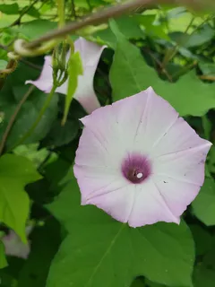 花,牵牛花,花,植物,开花植物,生长,自然之美,脆弱性 花,牵牛花,花,植物,开花植物,生长,自然之美,脆弱性