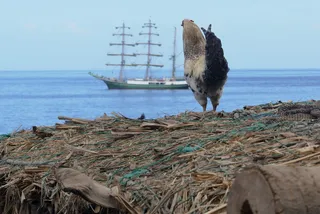佛得角，鸟类，海洋，船舶，帆船，理货，野生动物，野生动物