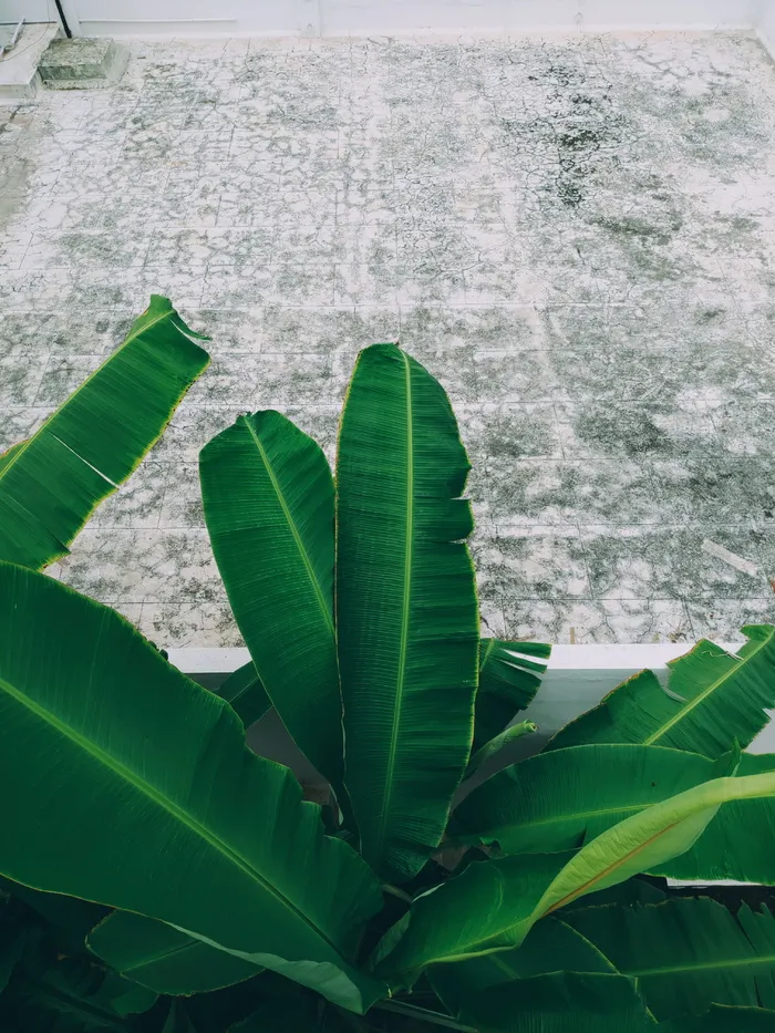印度，哥印拜陀，第六十字路口，叶子，植物部分，绿色，植物，自然