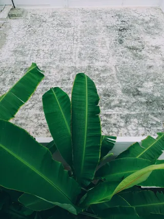 印度，哥印拜陀，第六十字路口，叶子，植物部分，绿色，植物，自然
