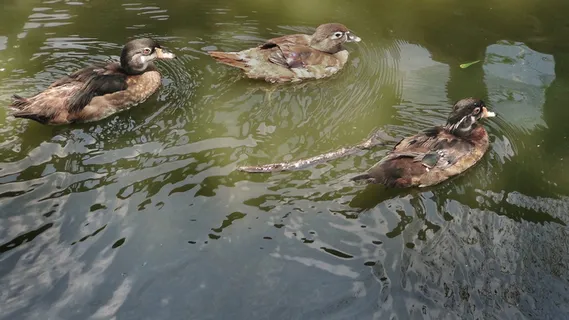 菲律宾,圣何塞德尔蒙特城,天堂探险营2,动物,鸟类,鸭子,菲律宾,菲律宾 菲律宾,圣何塞德尔蒙特城,天堂探险营2,动物,鸟类,鸭子,菲律宾,菲律宾
