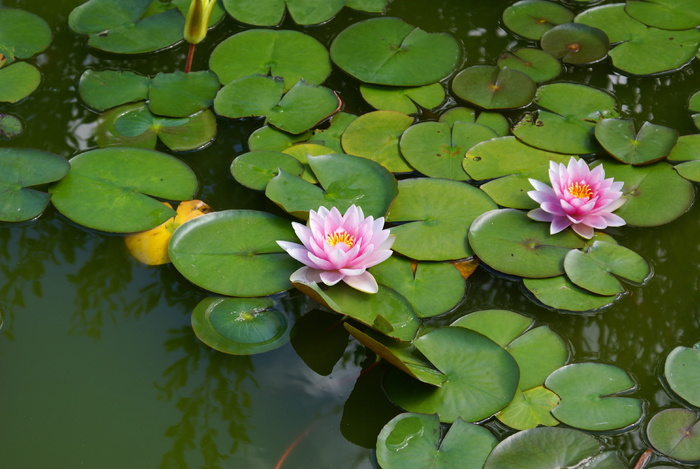 湖，玫瑰，玫瑰，花园，水，水生植物，湖，玫瑰，花园，睡莲