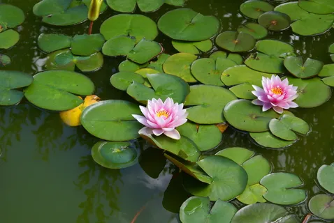 湖,玫瑰,玫瑰,花园,水,水生植物,湖,玫瑰,花园,睡莲 湖,玫瑰,玫瑰,花园,水,水生植物,湖,玫瑰,花园,睡莲