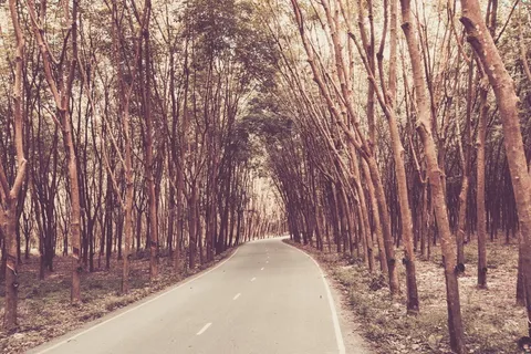 橡胶树，橡胶攻丝，野生橡胶，职业准备，橡胶杯，秋叶，嫩枝，树