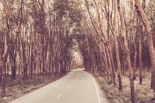 橡胶树，橡胶攻丝，野生橡胶，职业准备，橡胶杯，秋叶，嫩枝，树