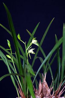 兰花，植物，东方，我，花，药草，绿色，自然