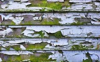 植物，树，树干，鸟，动物，木材，苔藓，墙壁