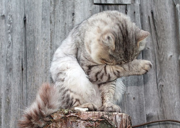 短毛灰猫，猫，猫，宠物，灰猫，毛绒猫，猫洗，动物主题