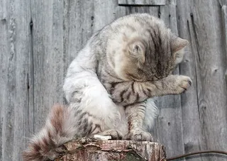 短毛灰猫，猫，猫，宠物，灰猫，毛绒猫，猫洗，动物主题