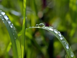 特写摄影、露水、水滴、草、植物、自然、生活、水滴