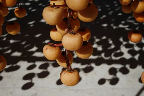 柿子,柿子干,水果,秋天,秋天景观,叶子,秋天,秋天 柿子,柿子干,水果,秋天,秋天景观,叶子,秋天,秋天