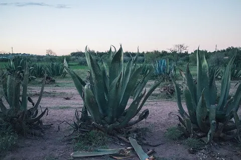 绿叶植物 绿叶植物