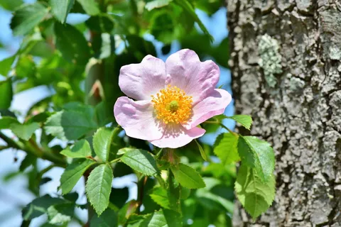 粉红色,海葵花,树干,海葵,小花,开花,开花,春花 粉红色,海葵花,树干,海葵,小花,开花,开花,春花