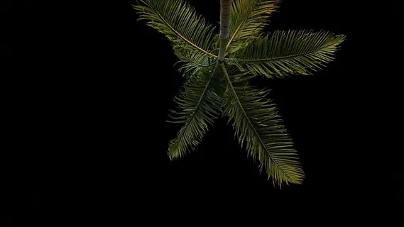 低,角度照片,棕榈树,拍摄,夜间,角度,摄影,椰子 低,角度照片,棕榈树,拍摄,夜间,角度,摄影,椰子