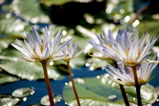 蓝莲花，开花，植物花，脆弱，植物脆弱，新鲜，花瓣，自然之美