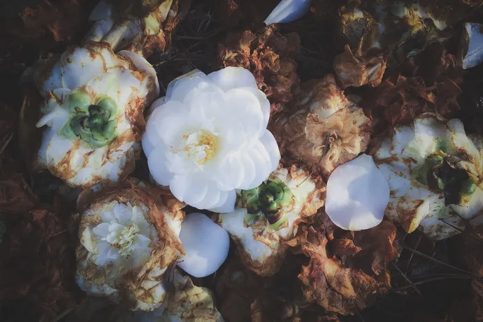 自然，日本，禅宗，wabisabi，春天，春天，秋天，茶花