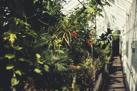 温室内植物,动物,无脊椎动物,昆虫,萤火虫,花园,自然,植物 温室内植物,动物,无脊椎动物,昆虫,萤火虫,花园,自然,植物