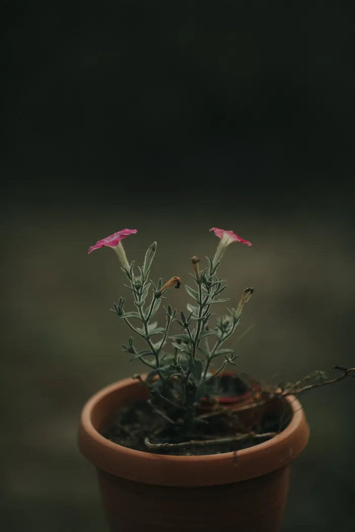 粉色花瓣的花朵和棕色花盆的特写照片 粉色花瓣的花朵和棕色花盆的特写照片
