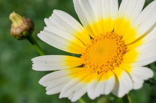 希腊, 阿利莫斯, 帕尼山, 花, 植物, 春天, 自然之美, 非城市场景