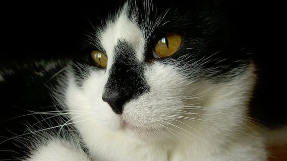 特写，摄影，短发，白色，黑色，加利福尼亚州，自然，动物