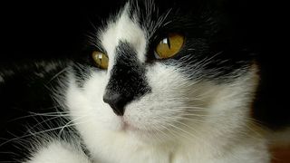 特写，摄影，短发，白色，黑色，加利福尼亚州，自然，动物