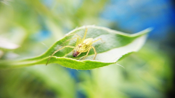 绿色植物叶子上的绿色蜘蛛