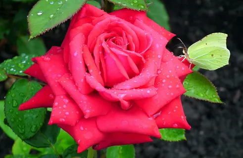 花,玫瑰,红色,自然,宏观,花瓣,滴,蝴蝶 花,玫瑰,红色,自然,宏观,花瓣,滴,蝴蝶
