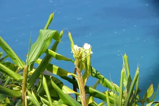 可爱岛, 夏威夷, 岛, 自然, 查看, nawiliwili, 海岸, 鲜花