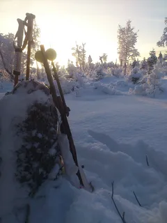 冬天，狩猎，寒冷，雪，早晨，太阳，森林，寒冷的温度