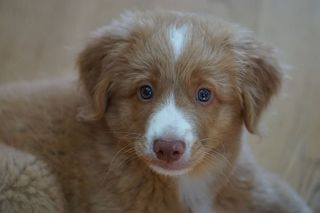 小狗，可爱，托勒里犬，狗，寻回犬，宠物，一种动物，家养