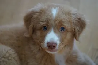 小狗，可爱，托勒里犬，狗，寻回犬，宠物，一种动物，家养