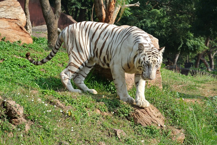 白色、棕色、老虎、绿色、草、白孟加拉虎、猫、野生动物