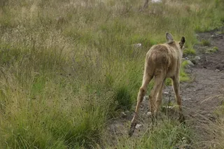 小动物，驼鹿，驼鹿幼崽，瑞典，幼崽，麋鹿公园，哺乳动物，驼鹿幼崽