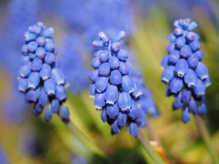 麝香,普通,葡萄风信子,开花,普通葡萄风信子,开花,花,蓝色 麝香,普通,葡萄风信子,开花,普通葡萄风信子,开花,花,蓝色